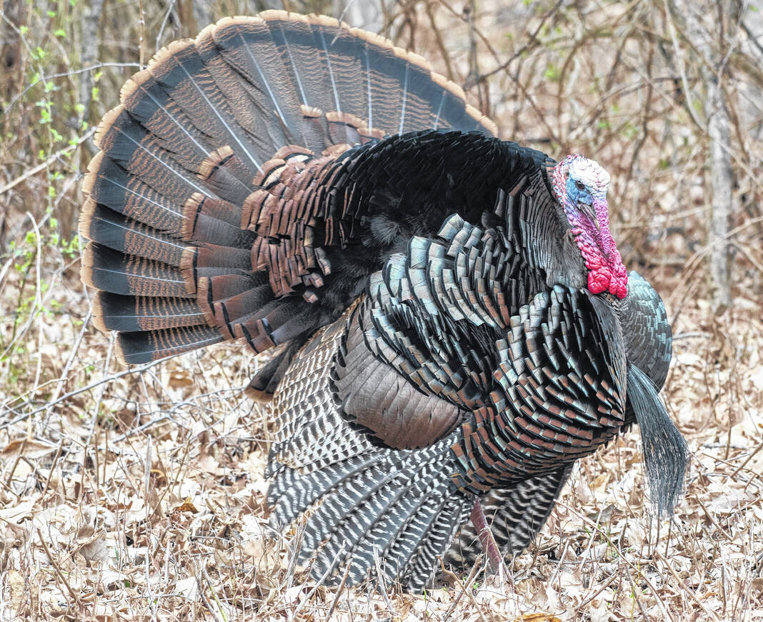 Coming soon Wild turkey hunting seasons Morrow County Sentinel